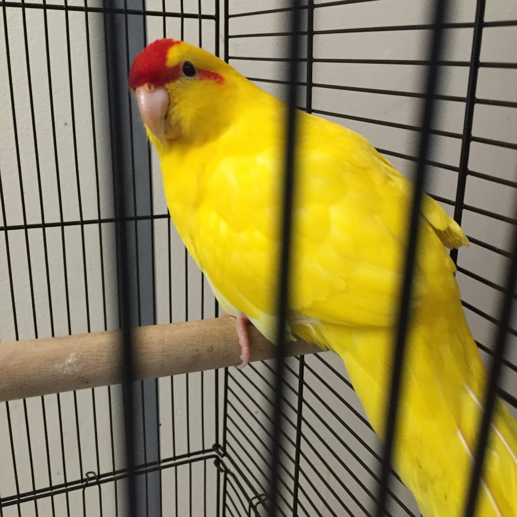 T T Aquarium&Pets | 1160 Albion Rd, Etobicoke, ON M9V 1A8, Canada | Phone: (647) 349-3732