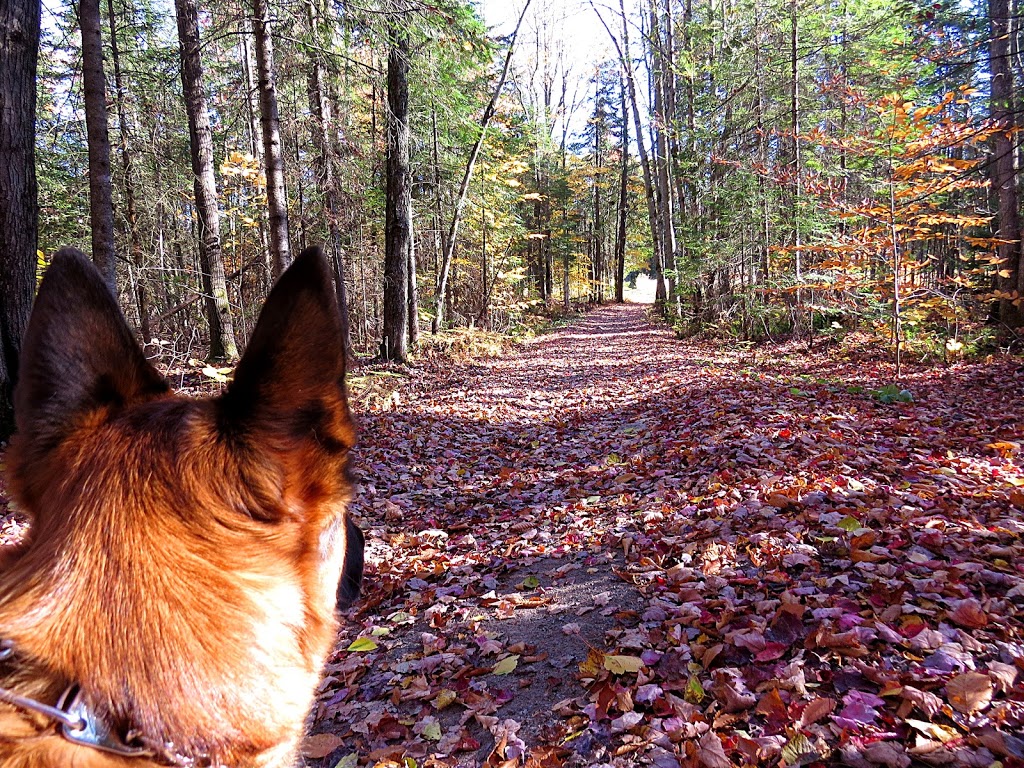 Parc des Loisirs | 451 Boulevard Gauthier, Portneuf, QC G0A 2Y0, Canada | Phone: (418) 286-3844
