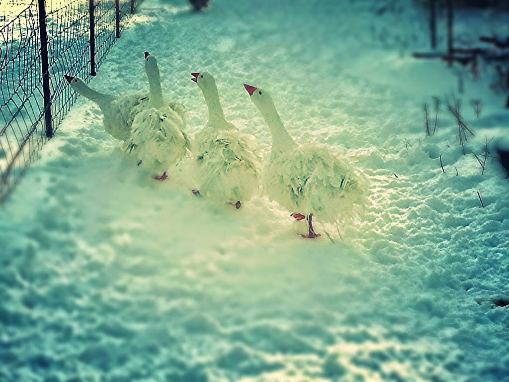 Mc-Bs Hoof and Feather Farm | 7764 Ridge Rd, Gasport, NY 14067, USA | Phone: (716) 531-5192
