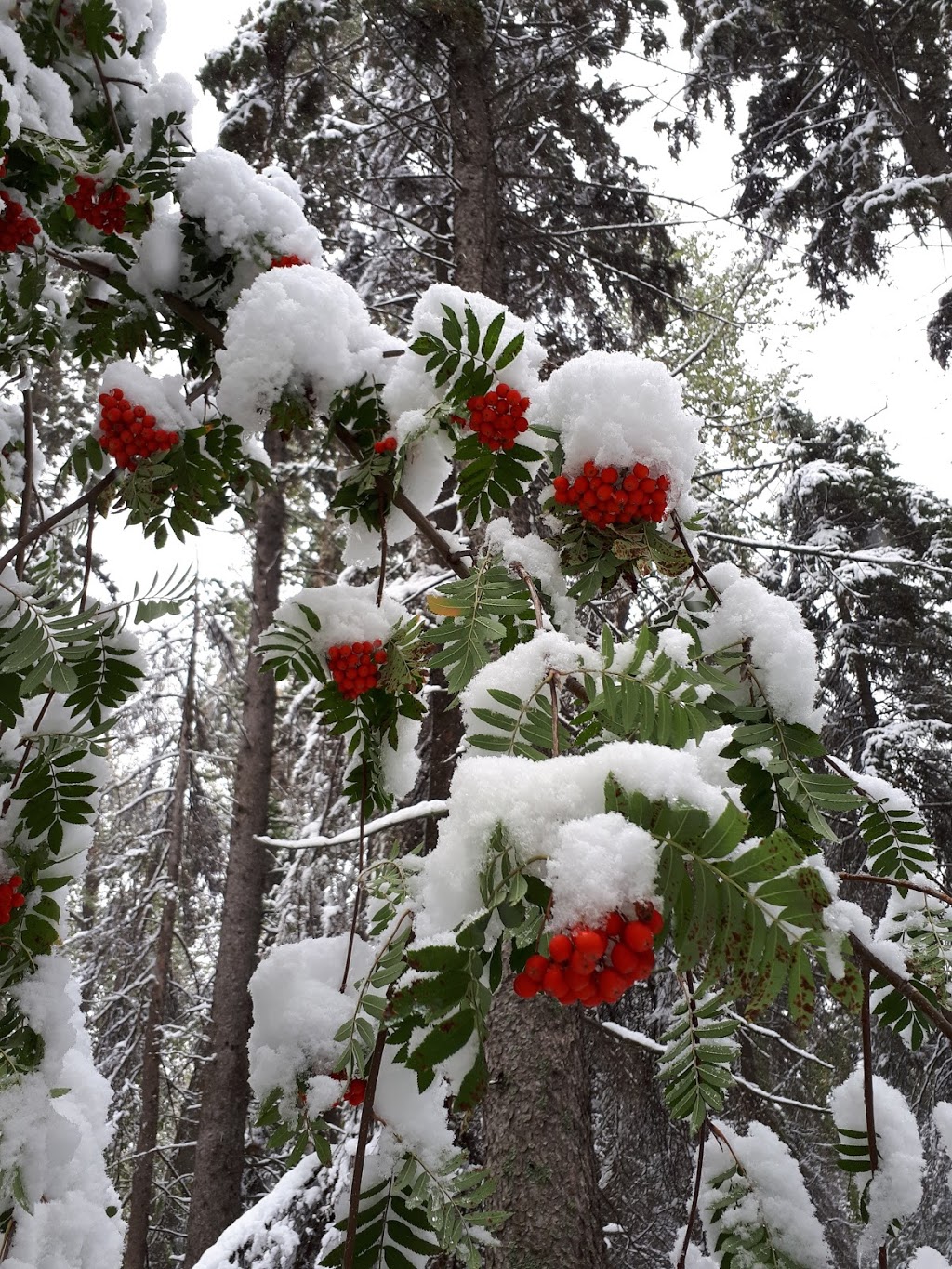 The Grange District Park | 413 Hemingway Rd NW, Edmonton, AB T6M 0J8, Canada