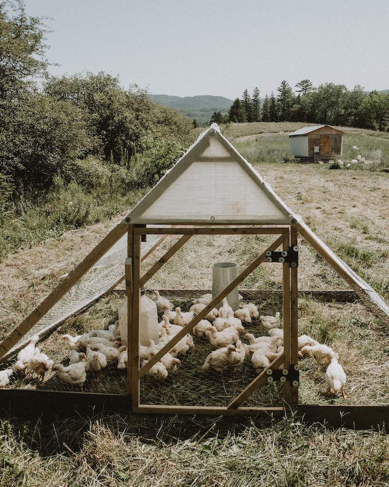 Ferme Thuya | 36 Chem. Kelly, Low, QC J0X 2C0, Canada | Phone: (613) 402-0376