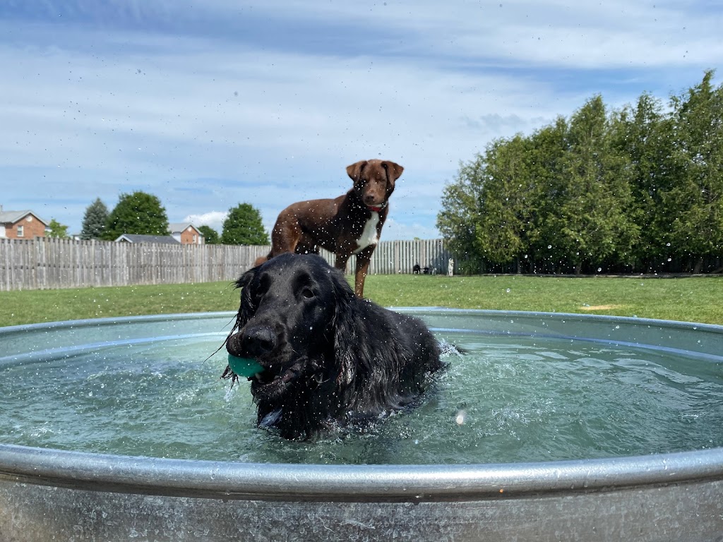 Rovers Ranch Dog Daycare and Boarding | 212 Norfolk St, Stratford, ON N5A 3Z2, Canada | Phone: (519) 271-5121