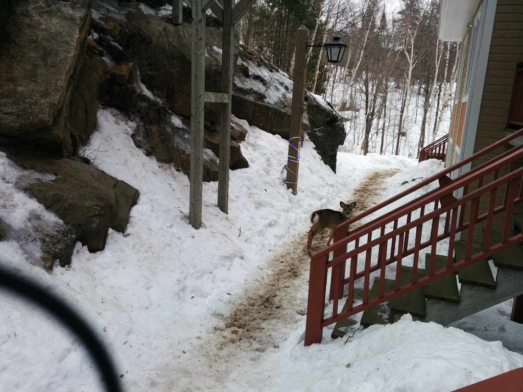 Mont Tremblant Chalet Rentals | 9 Chemin de la Forêt, Mont-Tremblant, QC J8E 3K8, Canada | Phone: (855) 875-7700