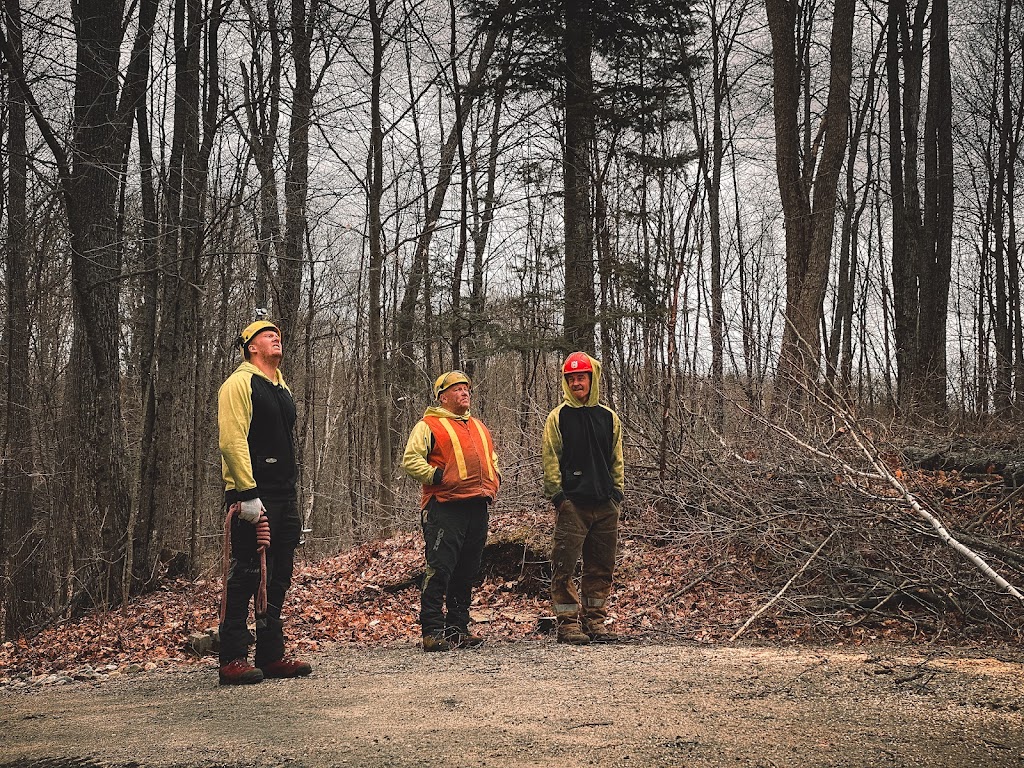 TreeKings Arboriculture Inc. | 1414 Caribou Rd, Minden Hills, ON K0M 1S0, Canada | Phone: (705) 457-5716
