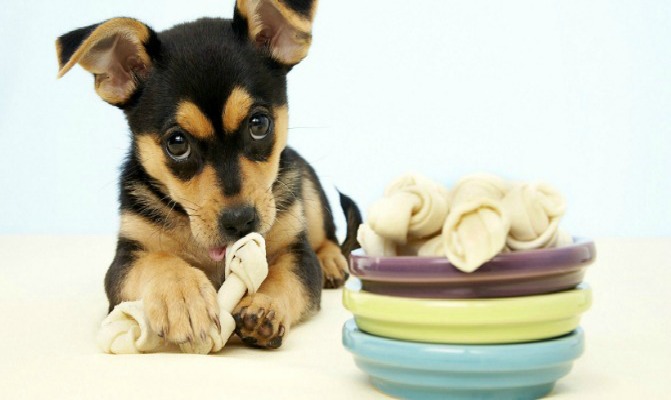 Bark Avenue by Cucciolini | 34 Kelson Ave S, Grimsby, ON L3M 4C3, Canada | Phone: (416) 407-9007