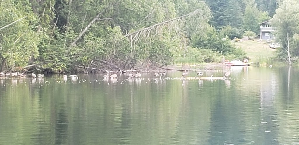 Fishing Spot At Gardom | Main Island, Columbia-Shuswap D, BC V0E, Columbia-Shuswap D, BC V0E, Canada | Phone: (250) 859-3464