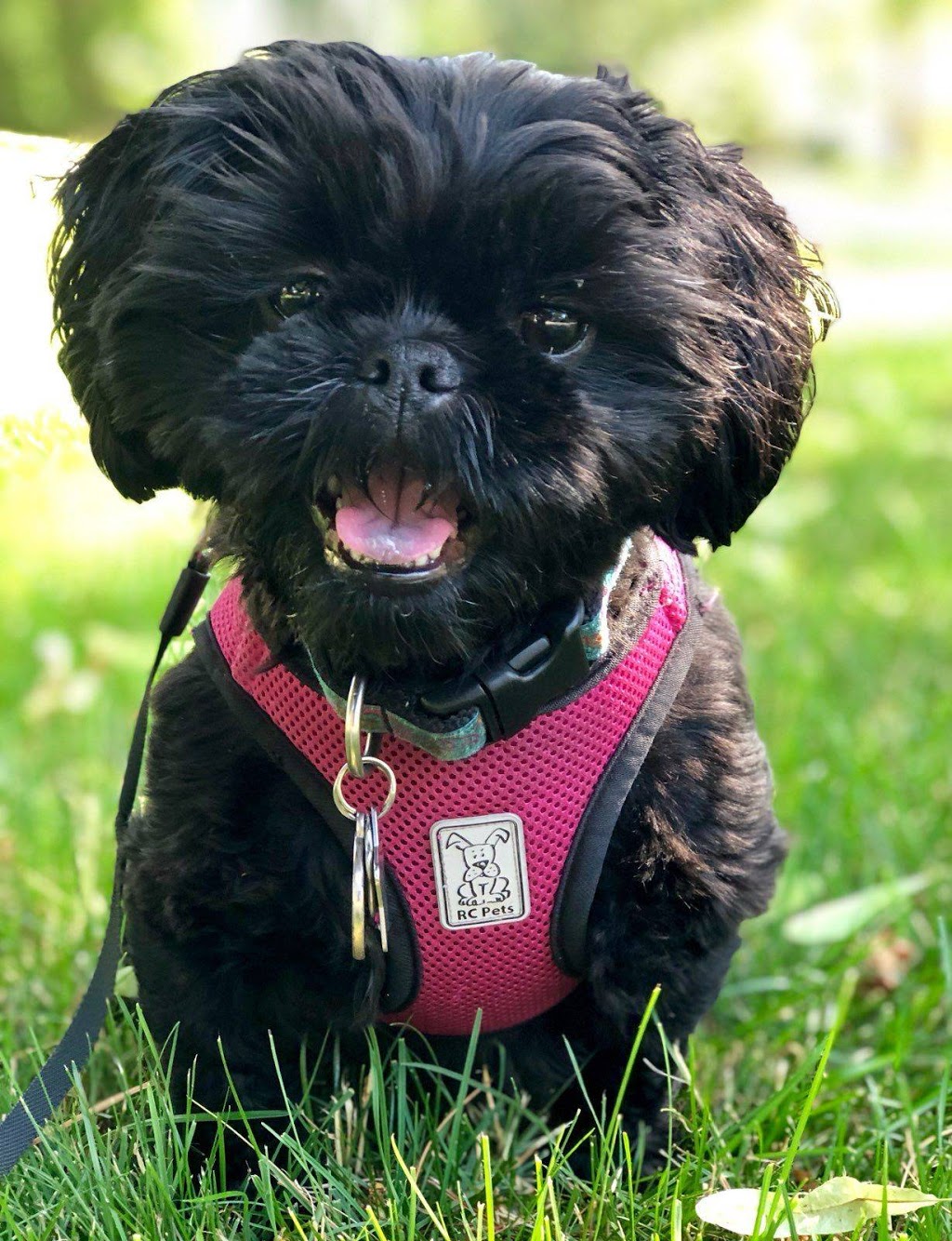 Wag N Watch Pet Sitters | Surrey Ln, Burlington, ON L7T 3S7, Canada | Phone: (905) 630-9354
