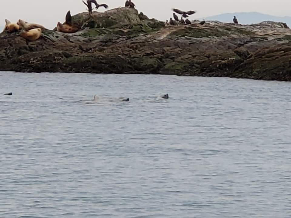 Orcas Island Whale Watch and Deer Harbor Charters | 5164 Deer Harbor Rd, Deer Harbor, WA 98243, USA | Phone: (360) 376-5989