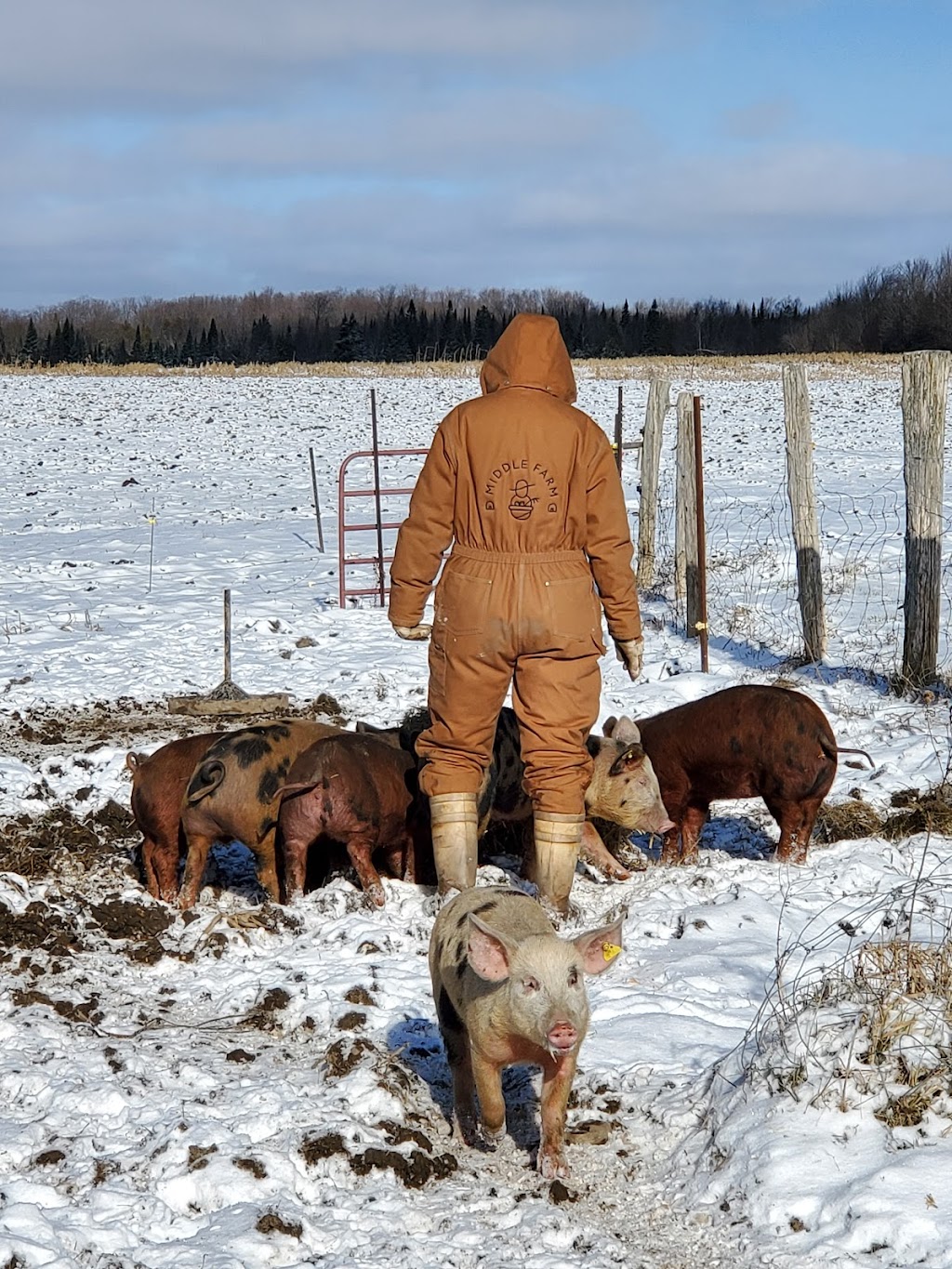 The Middle Farm | 043639 Southgate rd. 4, Mount Forest, ON N0G 2L0, Canada | Phone: (519) 323-8349
