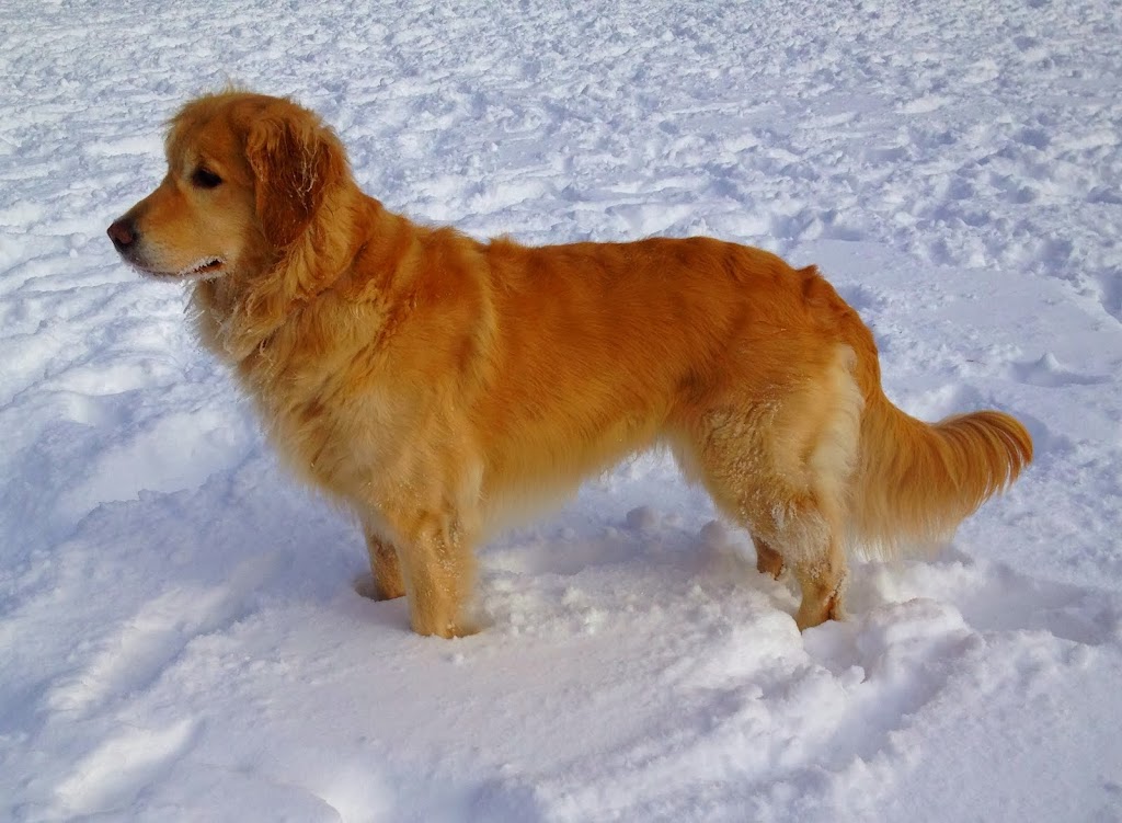Pathways Animal Clinic | 3715 47 Ave, Sylvan Lake, AB T4S 0C8, Canada | Phone: (403) 887-5700