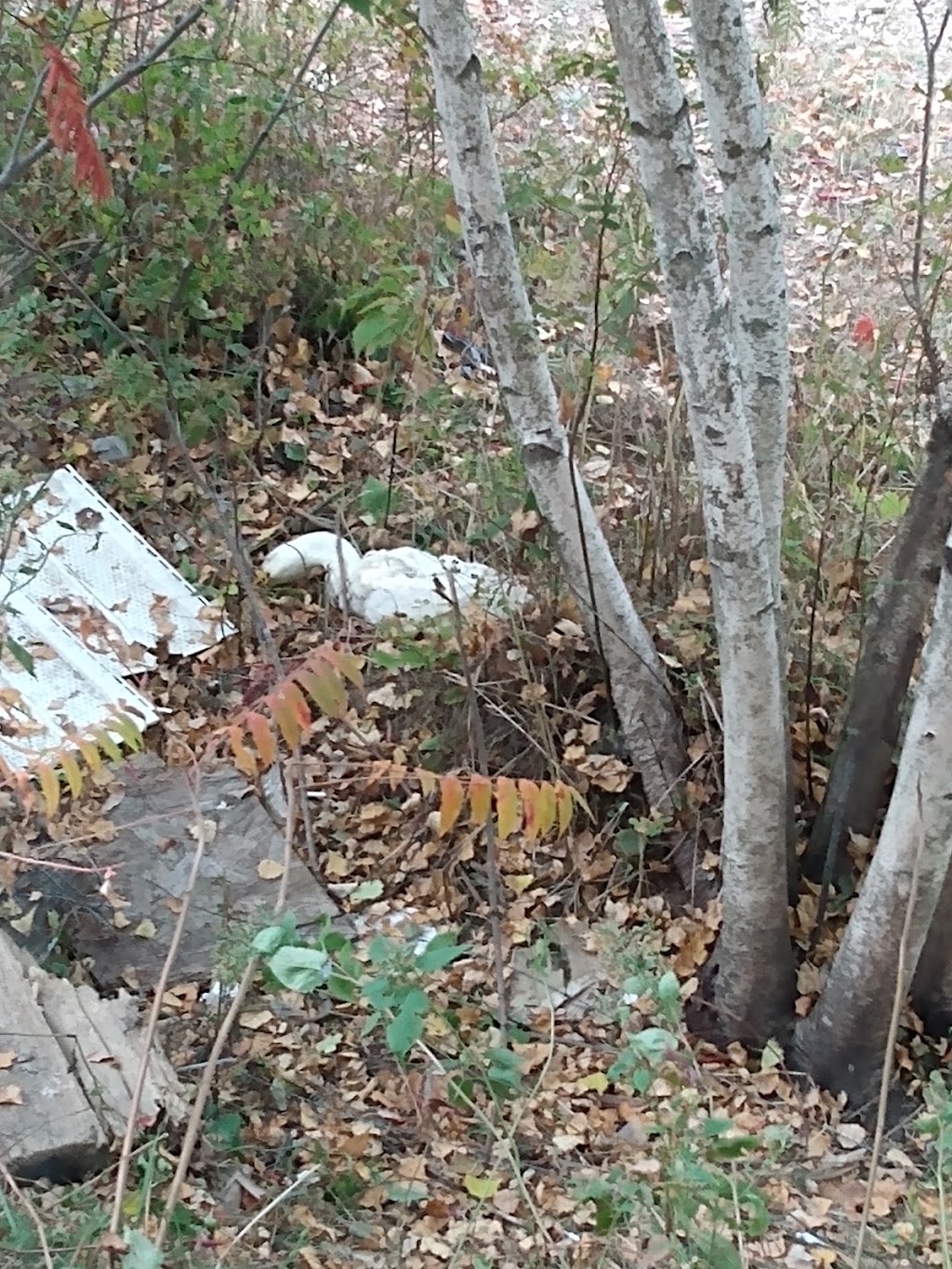 Atlantic Wildlife Institute | 220 Cookville Rd, Cookville, NB E4L 1Z8, Canada | Phone: (506) 364-1902