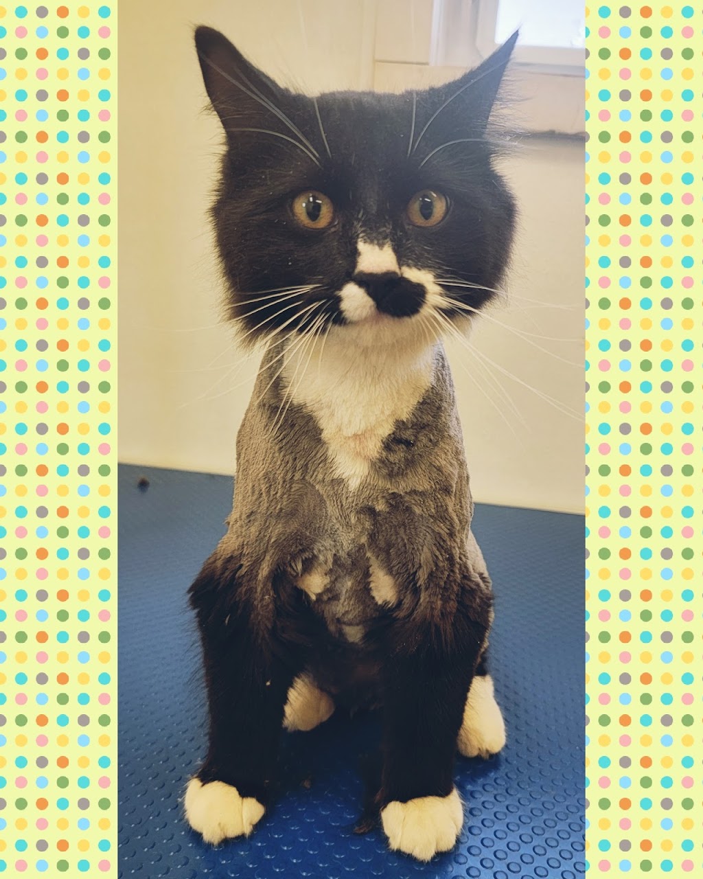Queen of Hearts Pet Grooming | 19005 Township Rd 520, Tofield, AB T0B 4J0, Canada | Phone: (587) 594-5748