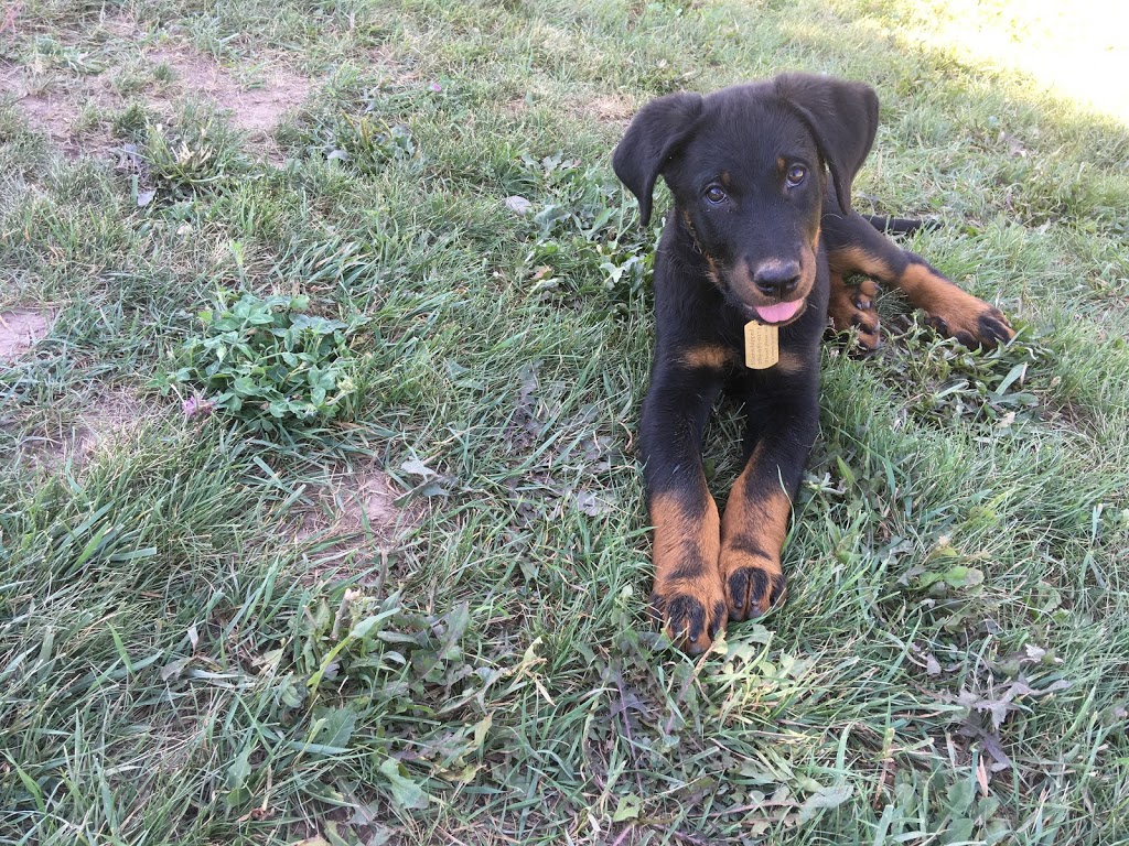 Globe Leash Free Dog Park | Brampton St, Hamilton, ON L8H 6V5, Canada