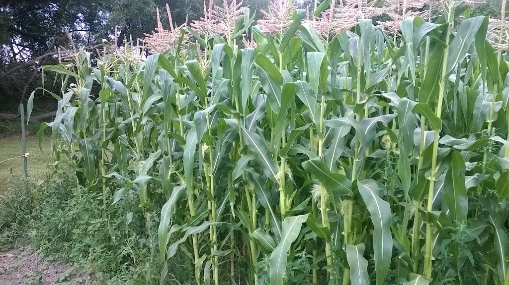 Maplemarsh Farm | 5700 3rd Concession Road, Stella, ON K0H 2S0, Canada | Phone: (613) 888-3702