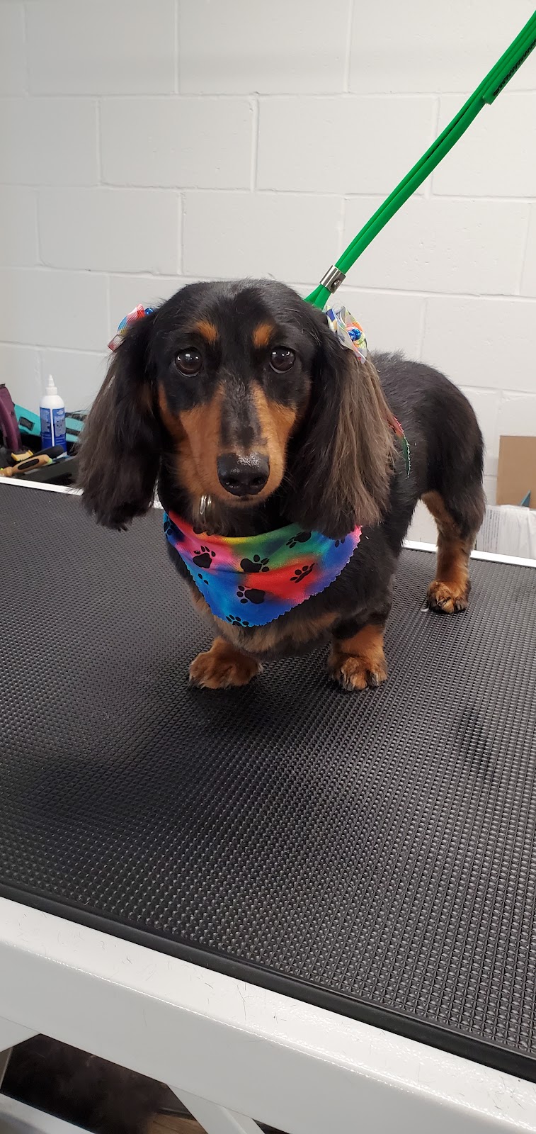 Pawchic Grooming | 633419 ON-10 unit c3, Mono, ON L9W 6Z1, Canada | Phone: (647) 746-6658