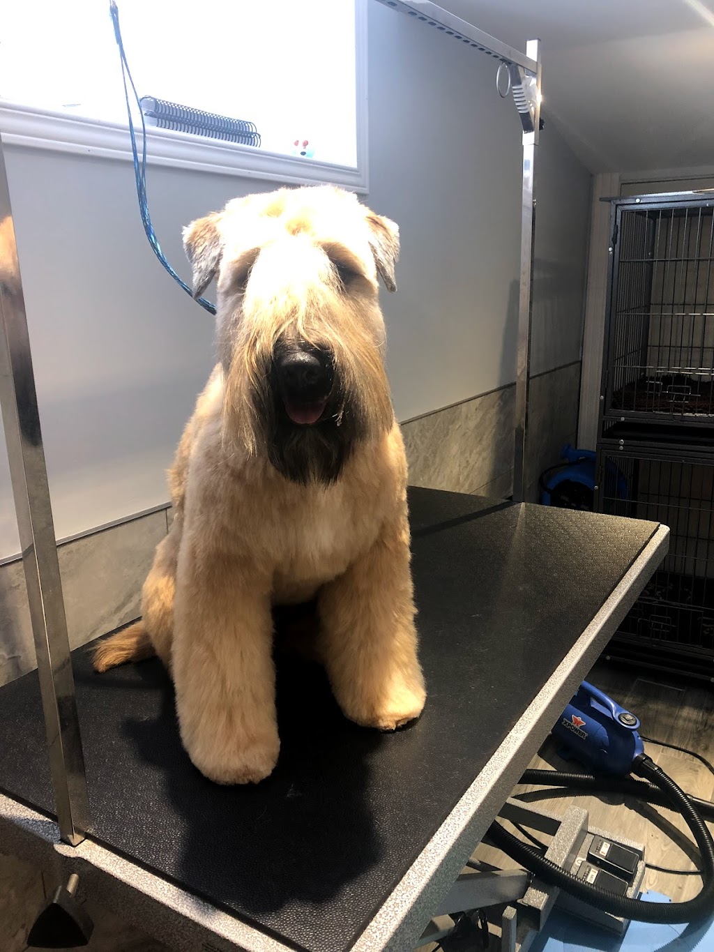 Scruff McGruff Day Spaw | 168 Coker Cres, Rockwood, ON N0B 2K0, Canada | Phone: (905) 702-2485