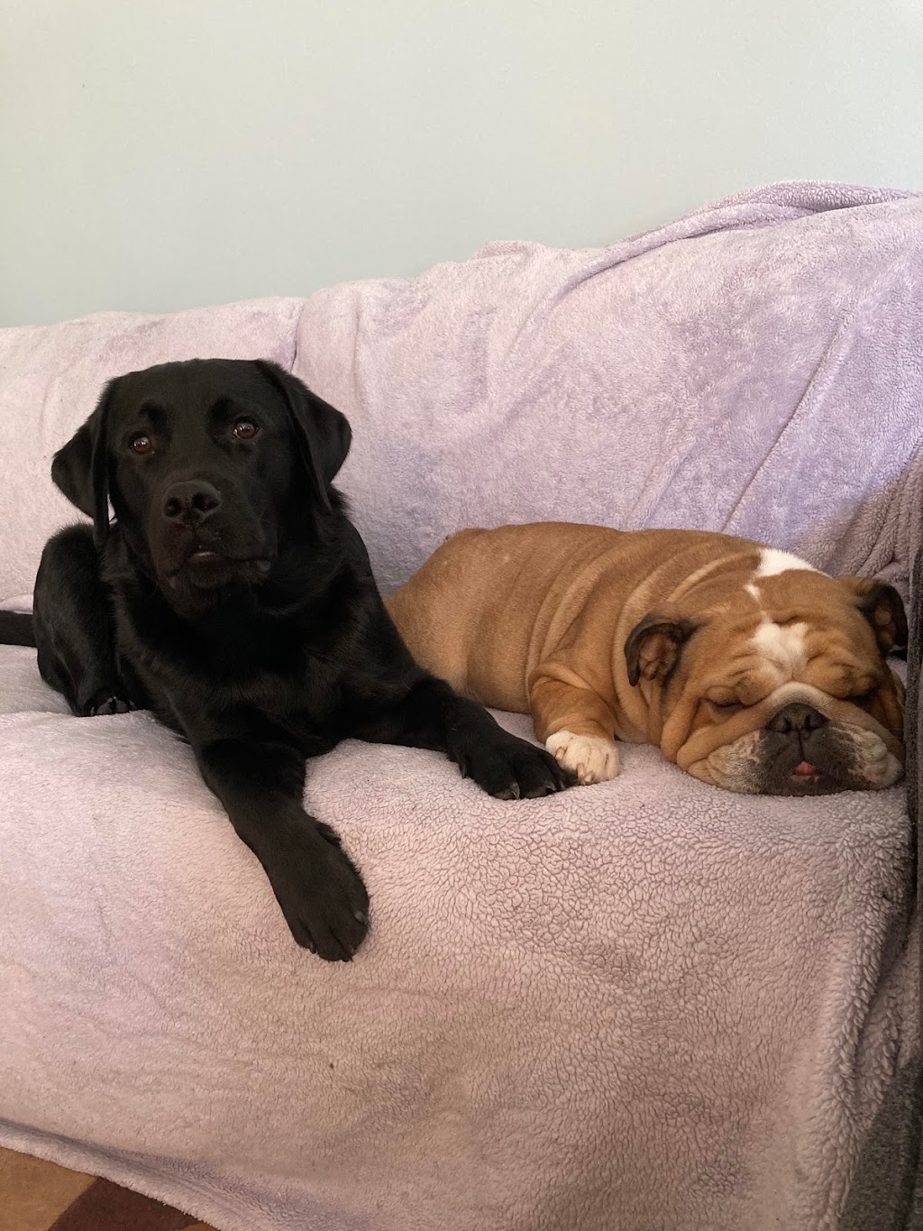 Polite Pets | 810 Coventry Rd, Winnipeg, MB R3R 1B7, Canada | Phone: (204) 799-3677
