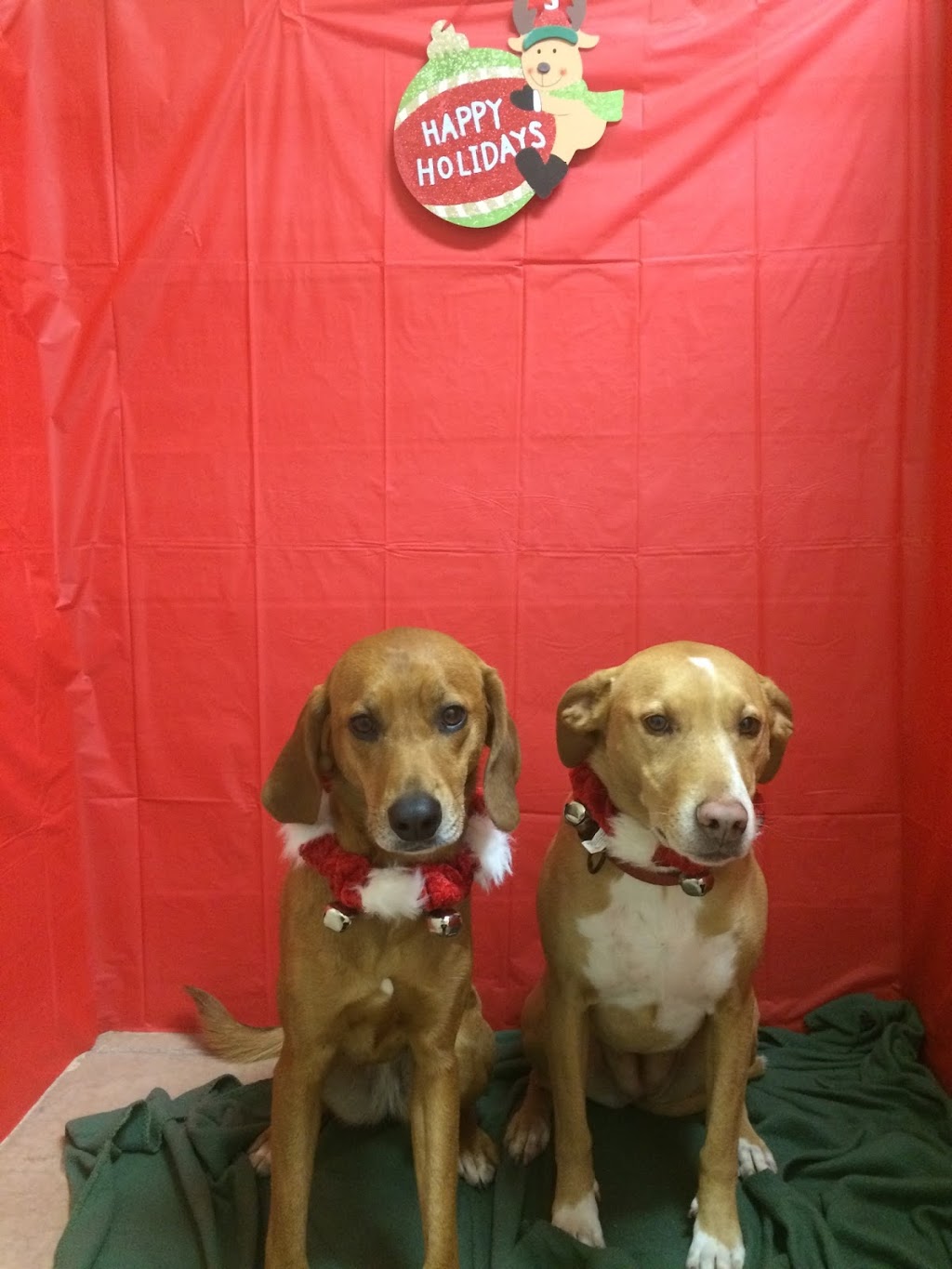 Barriefield Animal Hospital | 700 Innovation Dr, Kingston, ON K7K 7E7, Canada | Phone: (613) 544-7387