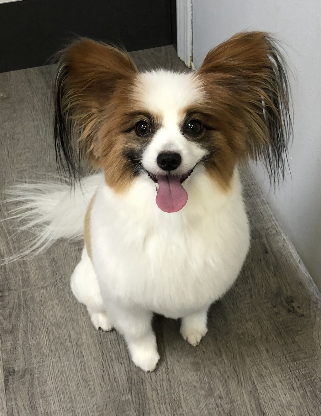 Suds n Scissors - Dog Grooming Studio | 931 Brunette Ave Unit G, Coquitlam, BC V3K 6T5, Canada | Phone: (604) 525-7387