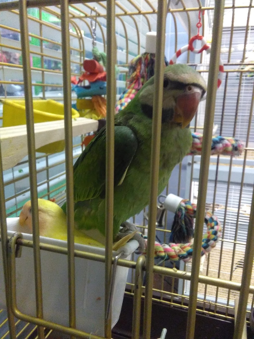 Menagerie Pet Shop | 549 Parliament St, Toronto, ON M4X 1P7, Canada | Phone: (416) 921-4966