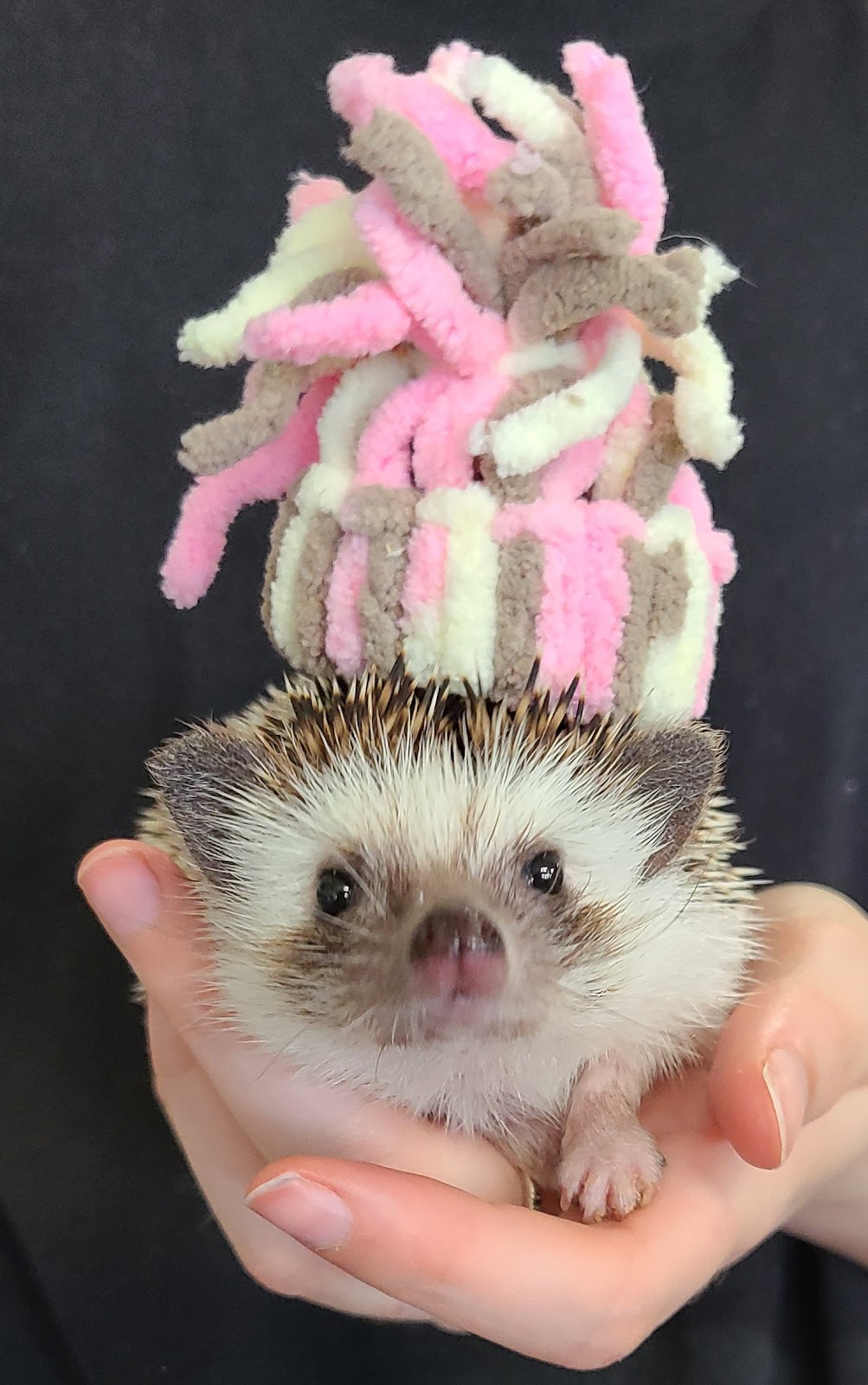 Fergus Pet Corner | 855 St David St N Unit #6, Fergus, ON N1M 2W3, Canada | Phone: (226) 383-4257