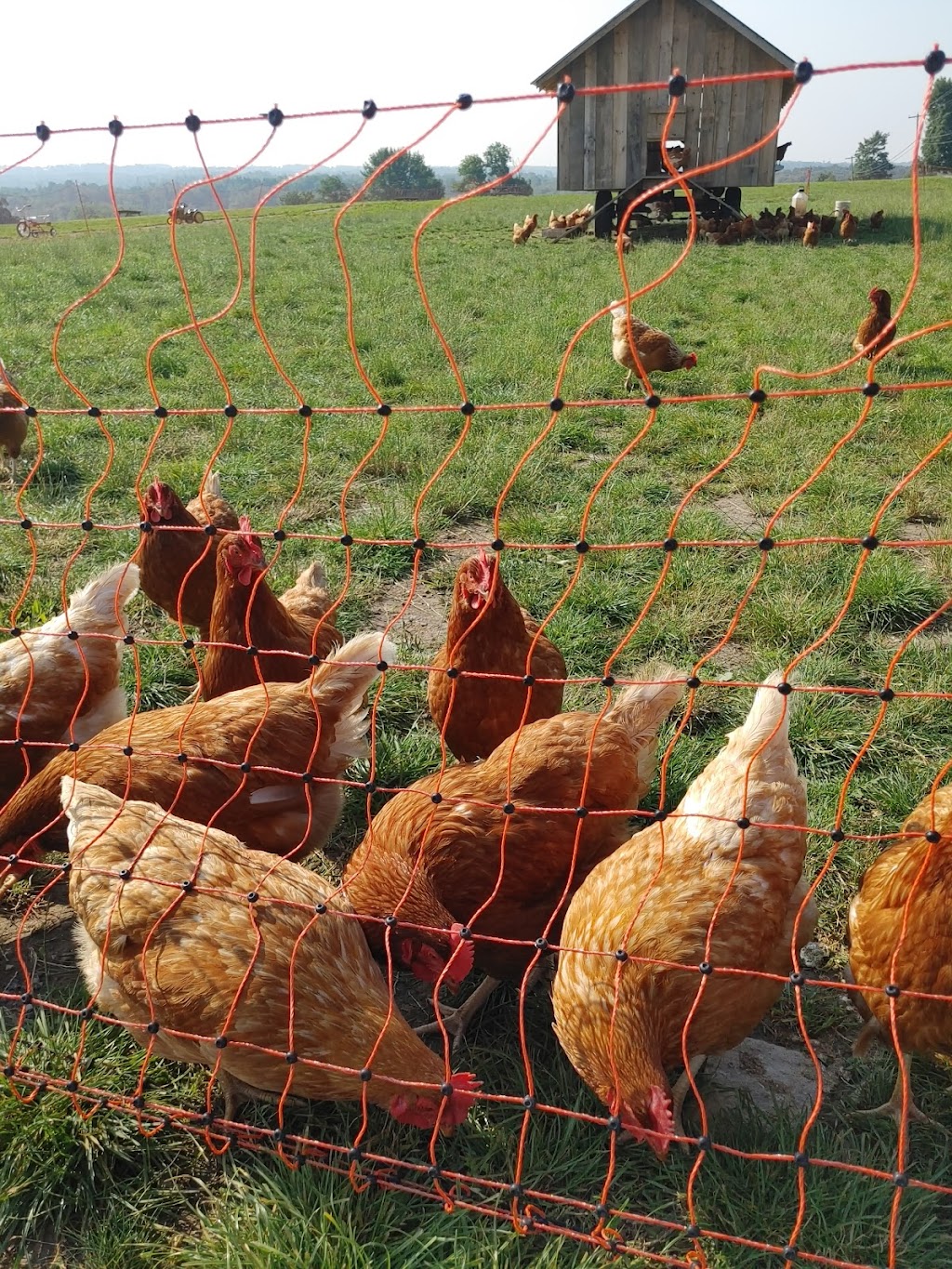 Leahys Farm and Market | 1213 Block Rd, Lakefield, ON K0L 2H0, Canada | Phone: (705) 761-9029