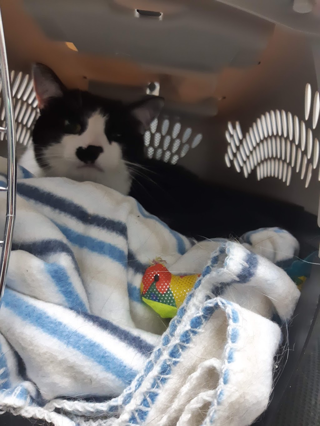 Deerfoot Spay, Neuter and Wellness Clinic | 3207 34 Ave SE, Calgary, AB T2B 2M6, Canada | Phone: (587) 470-1122