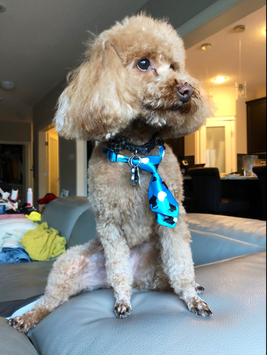 Tip-Top Tailz Pet Spa | 3928 Claxton Loop SW, Edmonton, AB T6W 1Y6, Canada | Phone: (780) 880-9864
