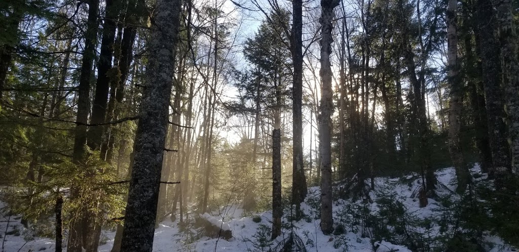 NORTH NOVA FOREST OWNERS CO-OP LTD | 11986 NS-4, Wentworth, NS B0M 1Z0, Canada | Phone: (902) 548-2400