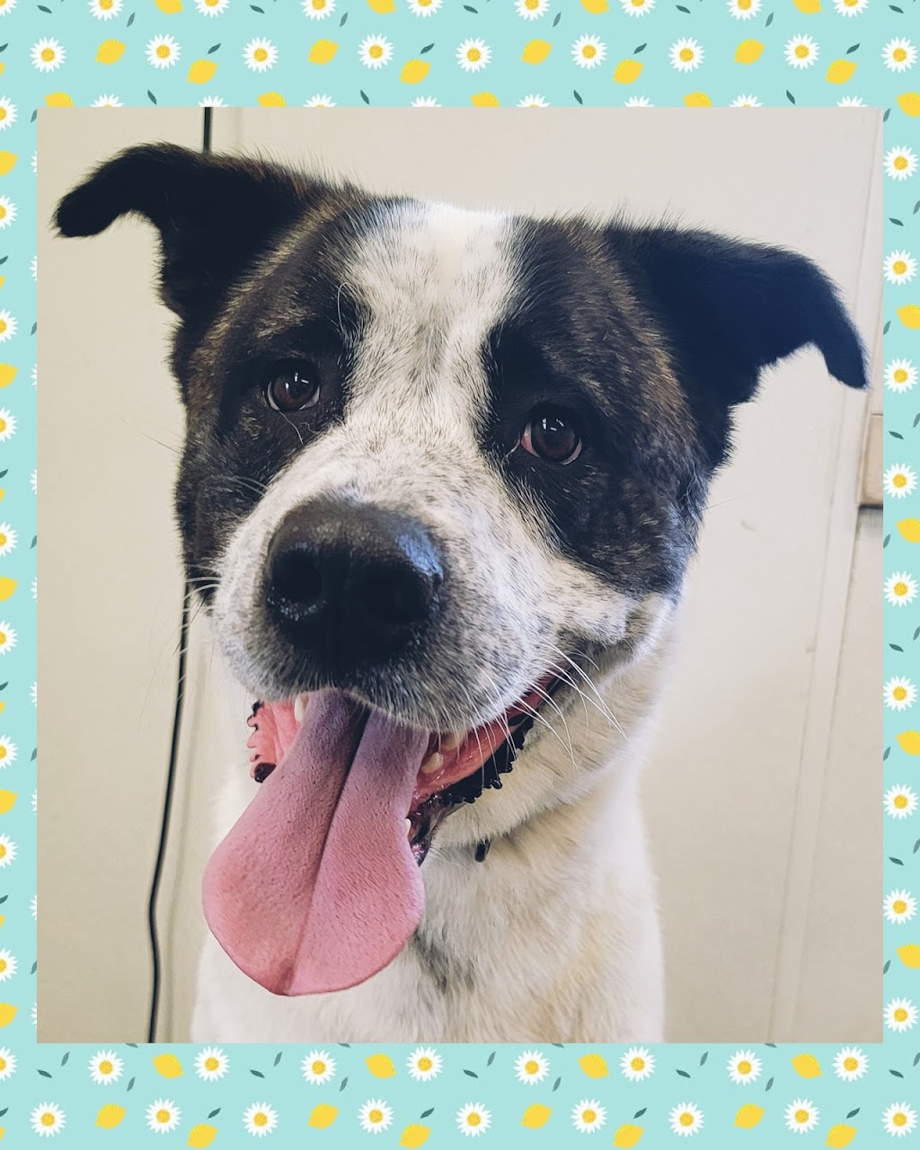 Queen of Hearts Pet Grooming | 19005 Township Rd 520, Tofield, AB T0B 4J0, Canada | Phone: (587) 594-5748