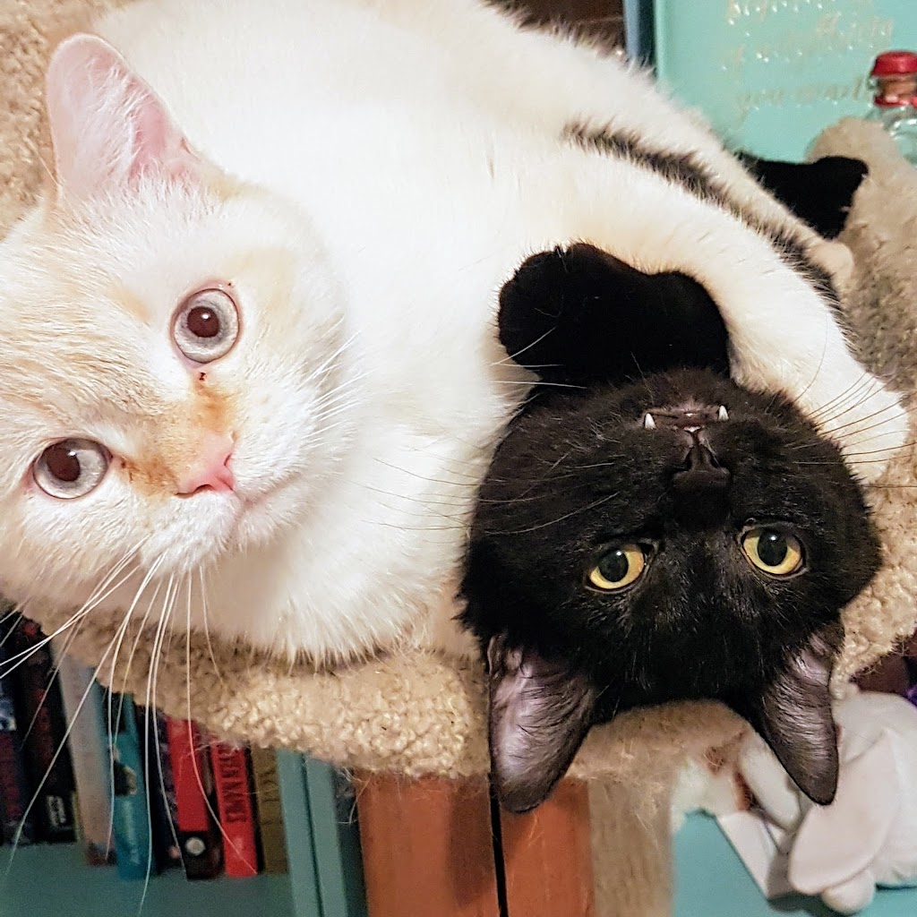 Pet Valu | 624A Sheppard Ave W, North York, ON M3H 2S1, Canada | Phone: (416) 398-8060