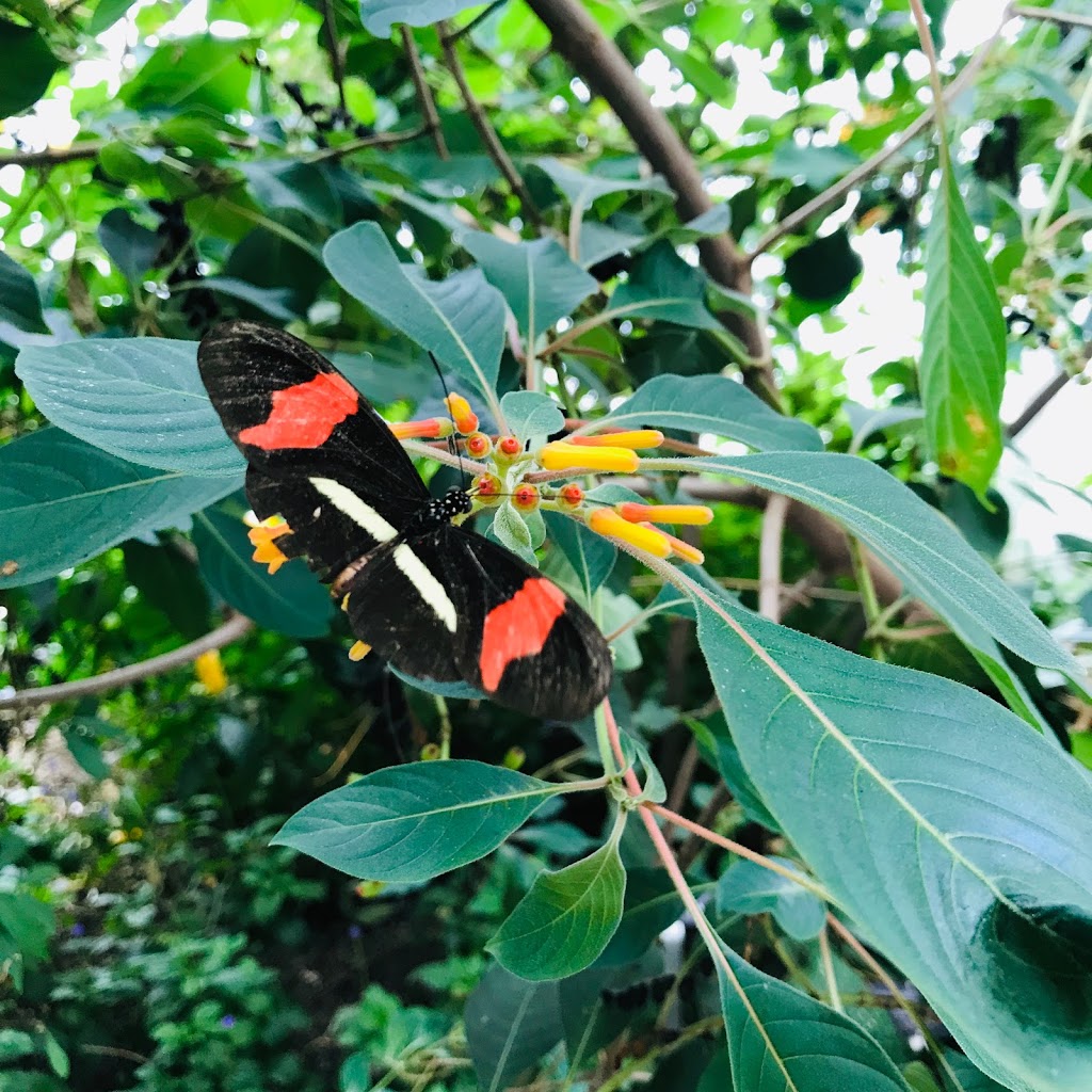 Butterfly Conservatory Visitors Parking | Unnamed Road, Niagara Falls, ON L2E, Canada