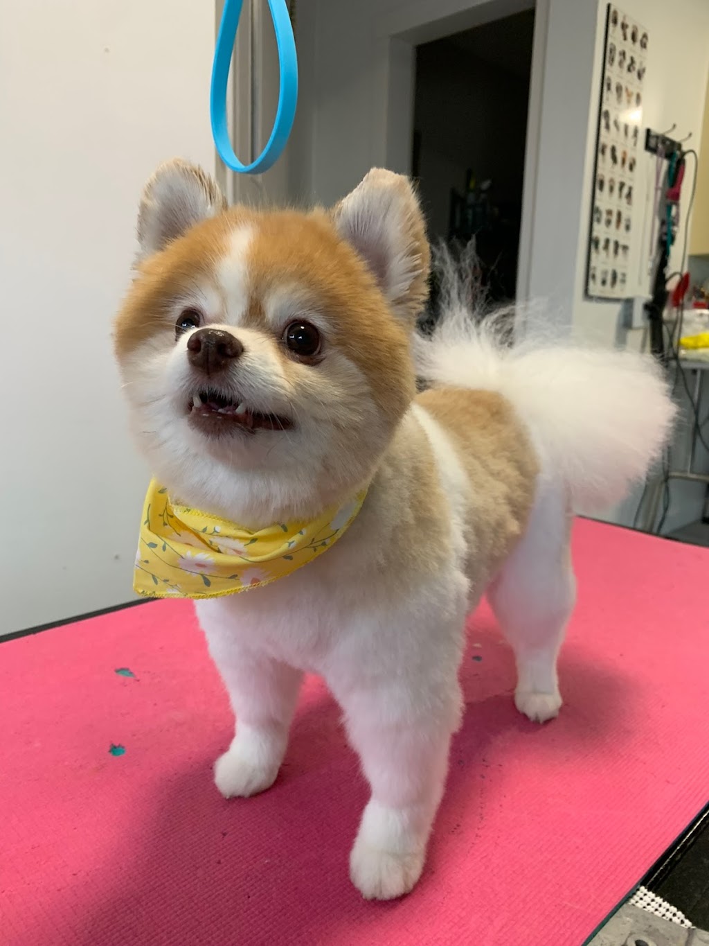 Golden Ears Grooming | 4660 Western Rd, Courtenay, BC V9N 3T2, Canada | Phone: (250) 702-1434