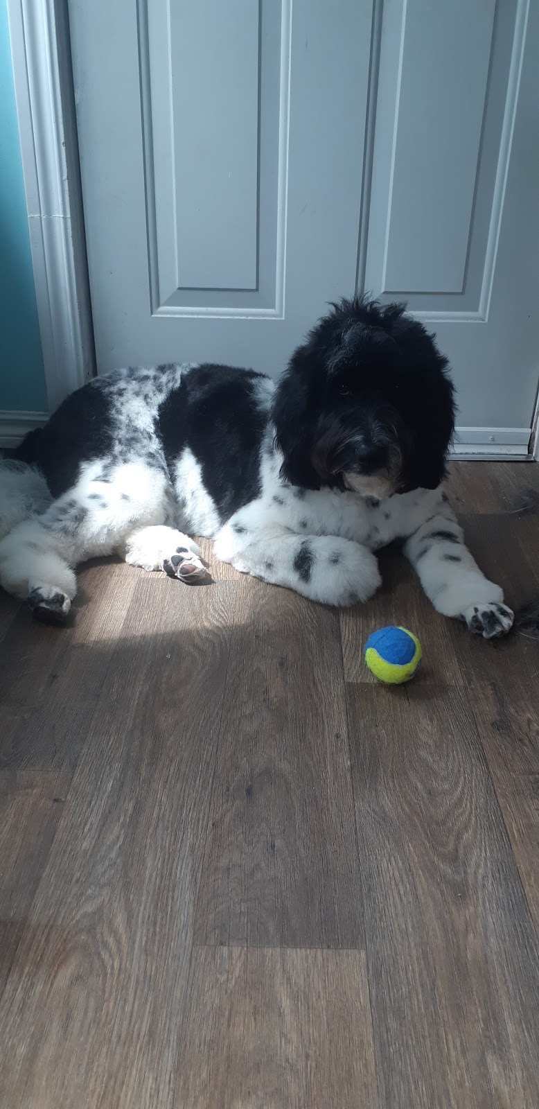 Spiffy Pups Pet Grooming | 431 Bruce St, Hepworth, ON N0H 1P0, Canada | Phone: (647) 457-7061