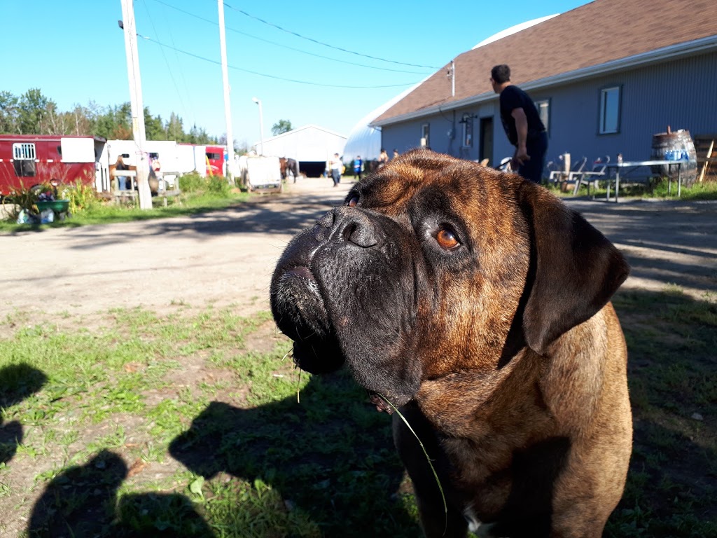Ecurie Carpe Diem | 414 Rang Petit Capsa, Saint-Augustin-de-Desmaures, QC G3A 1W8, Canada | Phone: (418) 265-3130