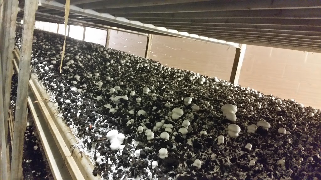 Highline Mushrooms | 2646 Division Rd, Kingsville, ON N9Y 2E5, Canada | Phone: (519) 733-5215