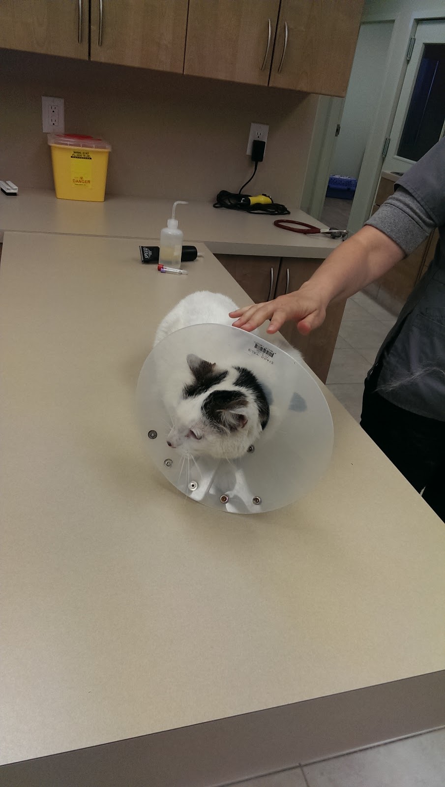 Rideau River Animal Hospital | 3987 Riverside Dr #2, Ottawa, ON K1V 1C1, Canada | Phone: (613) 737-9663