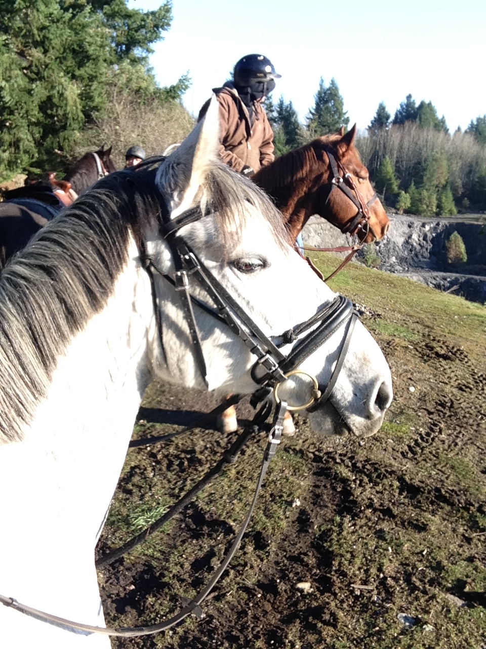Alpine Stables | 3700 Holland Ave, Cobble Hill, BC V0R 1L3, Canada | Phone: (250) 812-6115