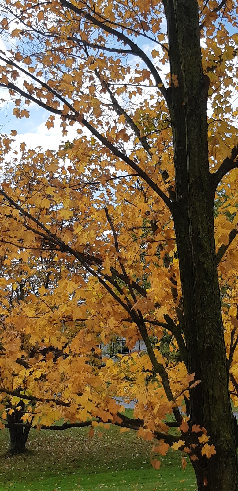 Diamond Tree Care & Consulting Inc. | 8614 Sixth Line, Georgetown, ON L7G 4S6, Canada | Phone: (905) 878-6444