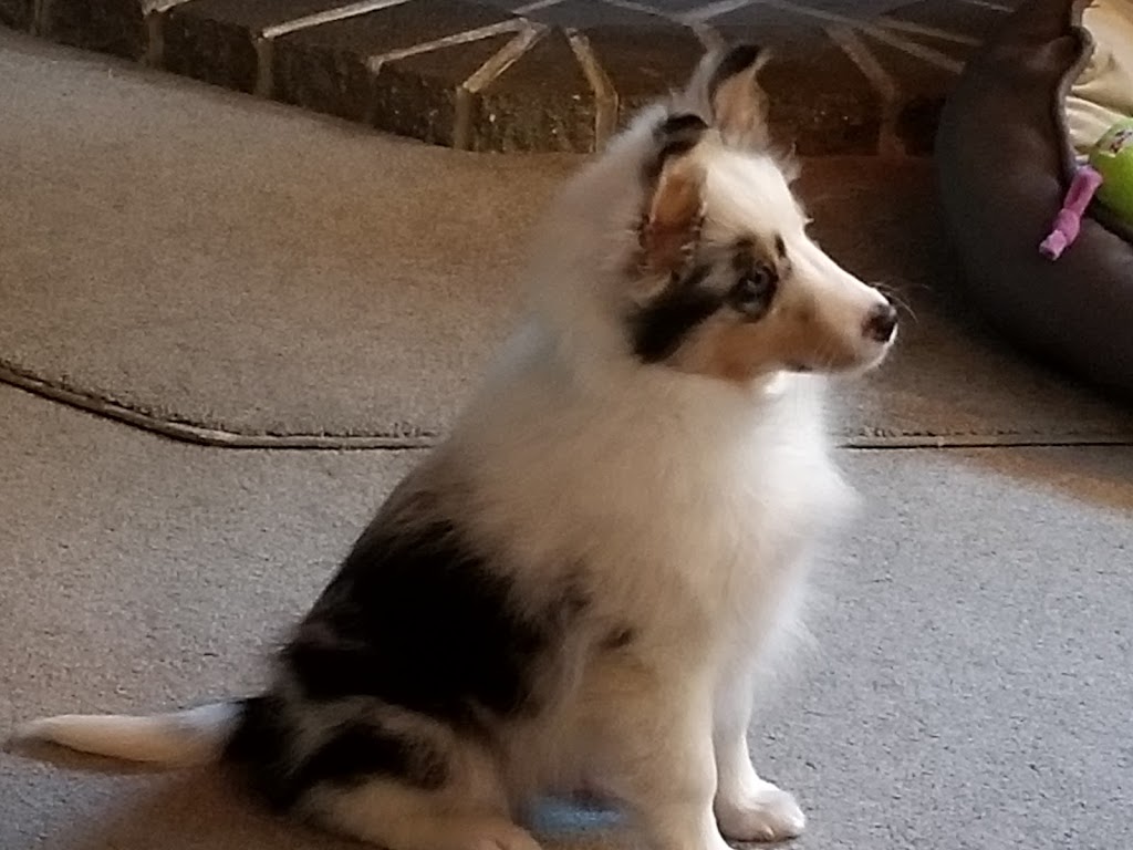 Sunnyseas Shelties | 138 Common St, Liverpool, NS B0T 1K0, Canada | Phone: (902) 354-5911