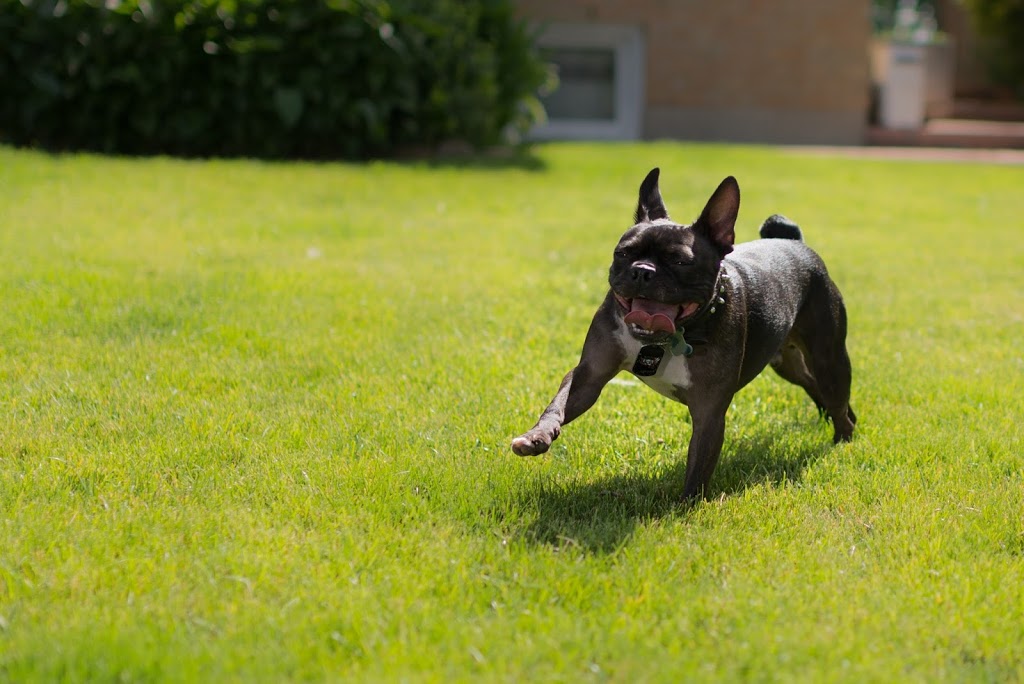Cuttles Dog Grooming & Boutique Inc | 8099 Weston Rd Unit 26, Woodbridge, ON L4L 0C1, Canada | Phone: (905) 264-6500