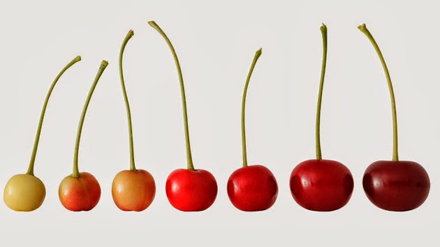 Red Cherry Web Design - Website Development Company | 7 Coachwood Pl SW, Calgary, AB T3H 1E1, Canada | Phone: (888) 401-6668