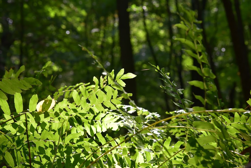OJIBWAY TOM JOY WOODS | 5200 Matchette Rd, Windsor, ON N9C 4E8, Canada | Phone: (519) 966-5852
