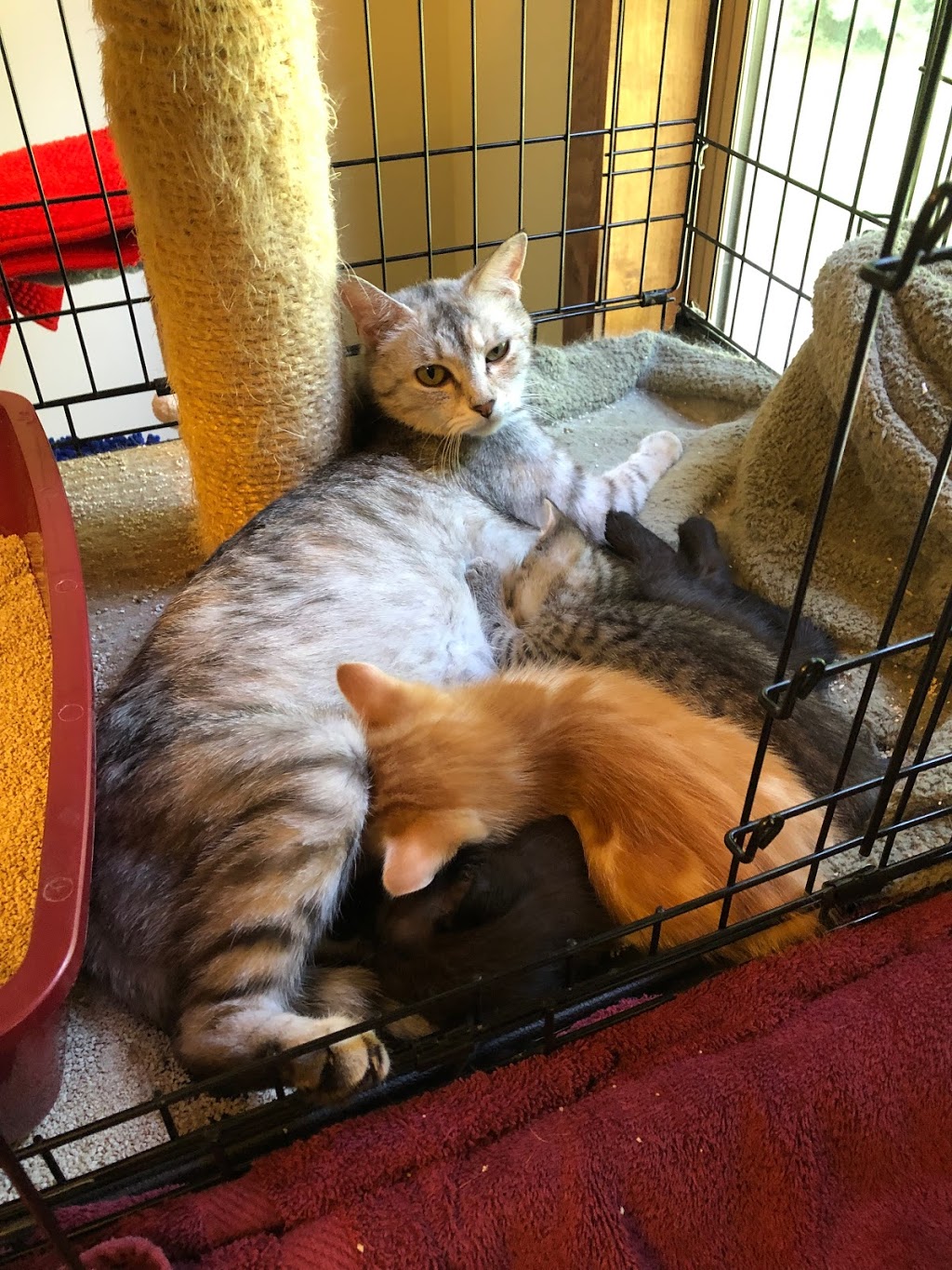CatSpan Ferals Registered Charity | Box 64 STN Main, Nanoose Bay, BC V9P 9J9, Canada | Phone: (250) 240-7702