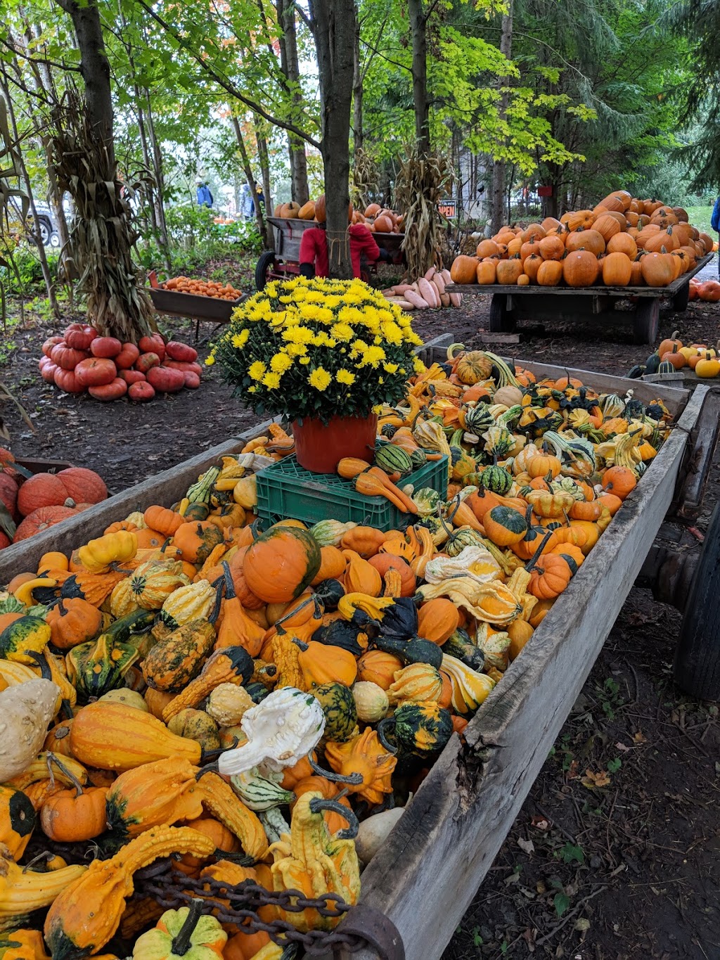 Fall Harvest Farm | 1011 Gerber Rd, St. Agatha, ON N0B 2L0, Canada | Phone: (226) 791-7601