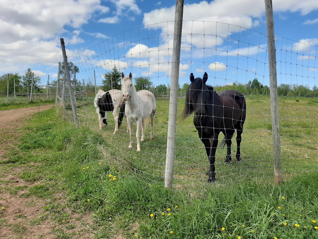 Philomena Farms | 539 Salmon Creek Rd, Salmon Creek, NB E4C 1G5, Canada | Phone: (506) 461-7062