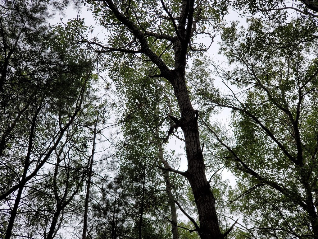 Woodland Trailhead, Northumberland County Forest | 199-101 Woodland Rd, Roseneath, ON K0K 2X0, Canada | Phone: (905) 372-3329 ext. 2303