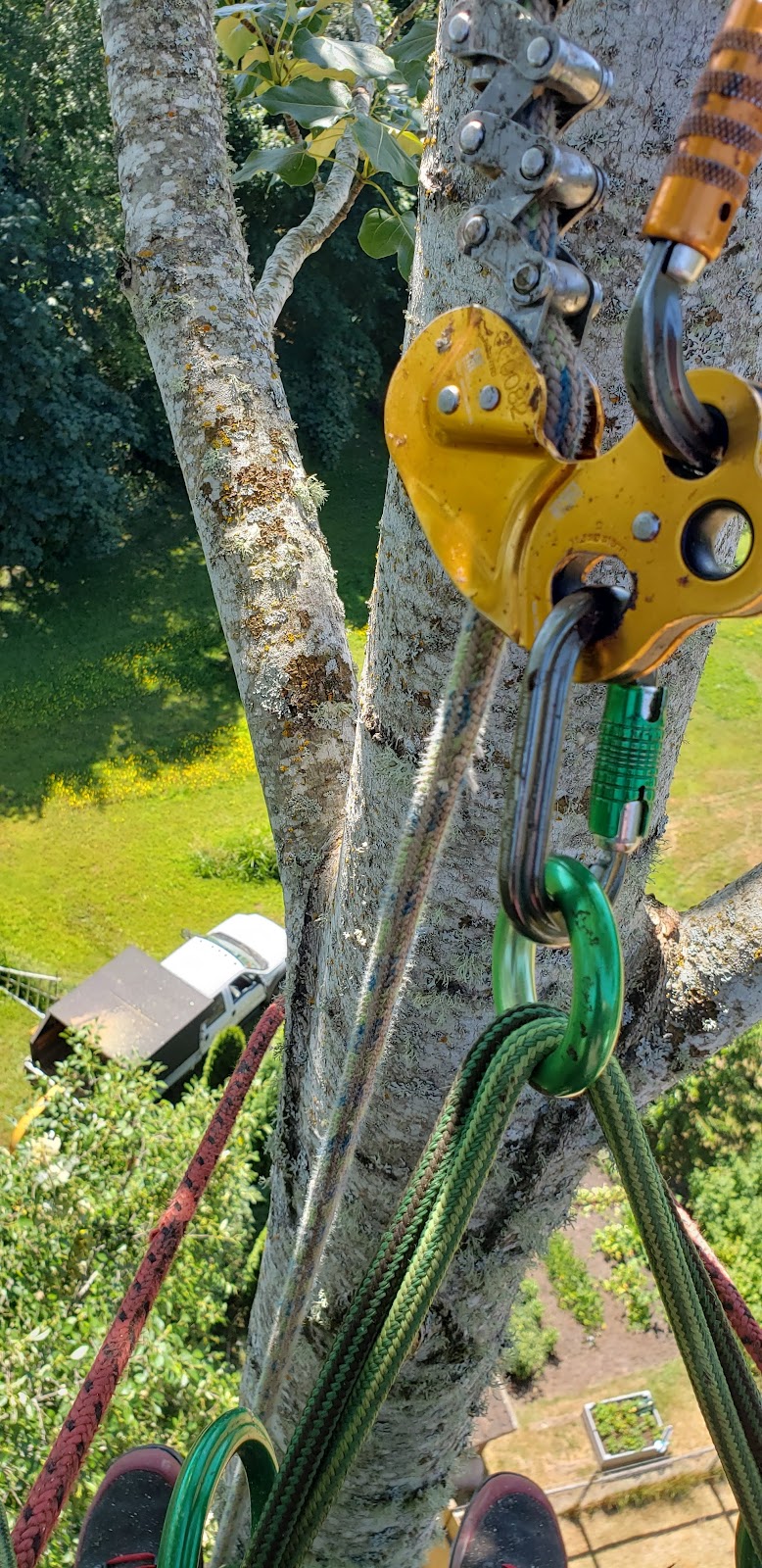 Hemlock Tree Service | 2919 Hemlock Dr, Nanoose Bay, BC V9P 9G2, Canada | Phone: (250) 321-2515