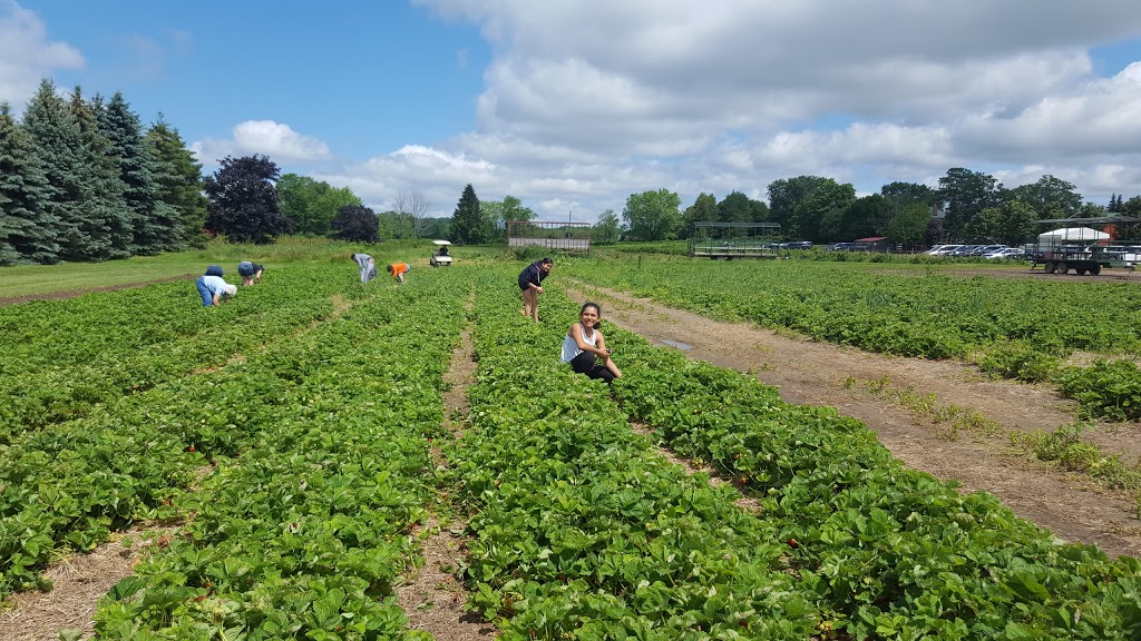 Lintons Farm Market | 571 Raglan Rd E, Oshawa, ON L1H 0N1, Canada | Phone: (905) 655-3949