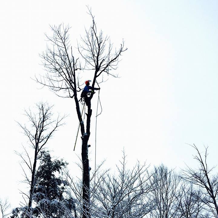 La Cime Arboriculture | 175 Rue Denis, Waterville, QC J0B 3H0, Canada | Phone: (819) 342-9242